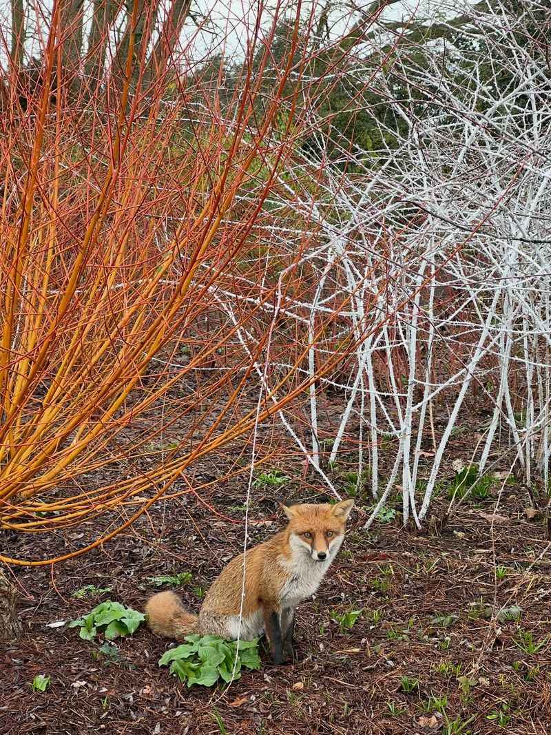 Serviceberry Serviceberry