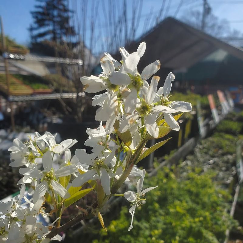 Serviceberry Serviceberry