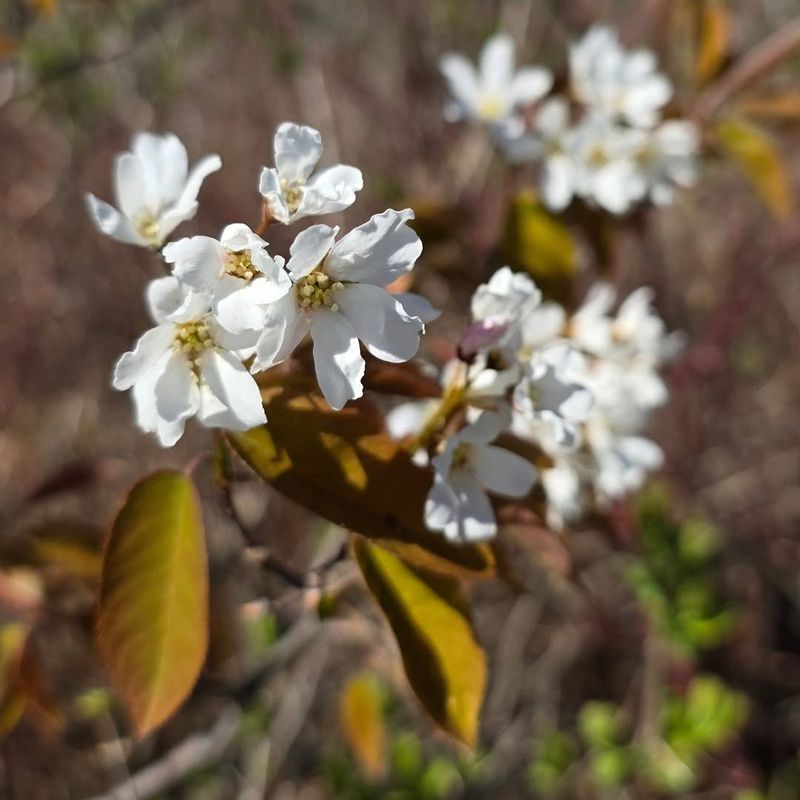 Serviceberry 
