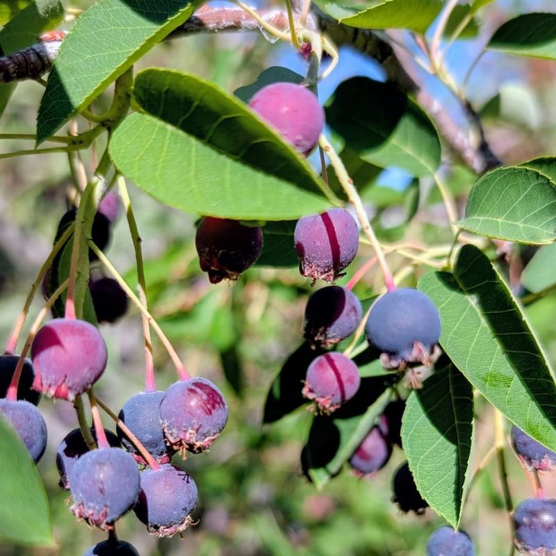 Serviceberry