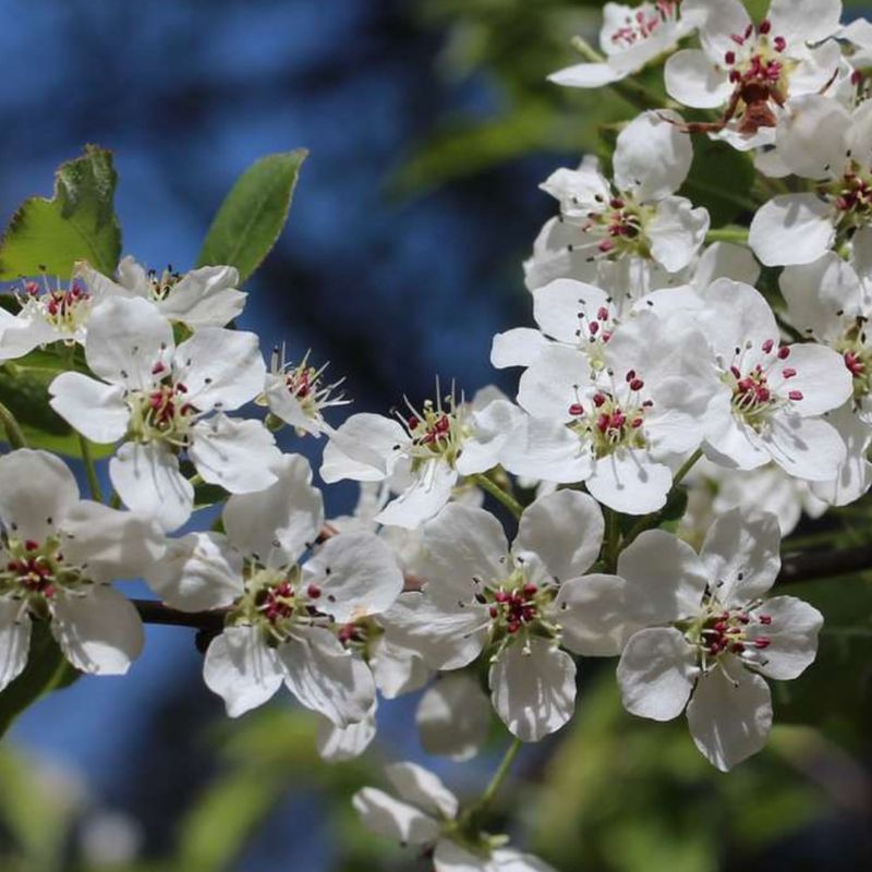 Serviceberry Serviceberry