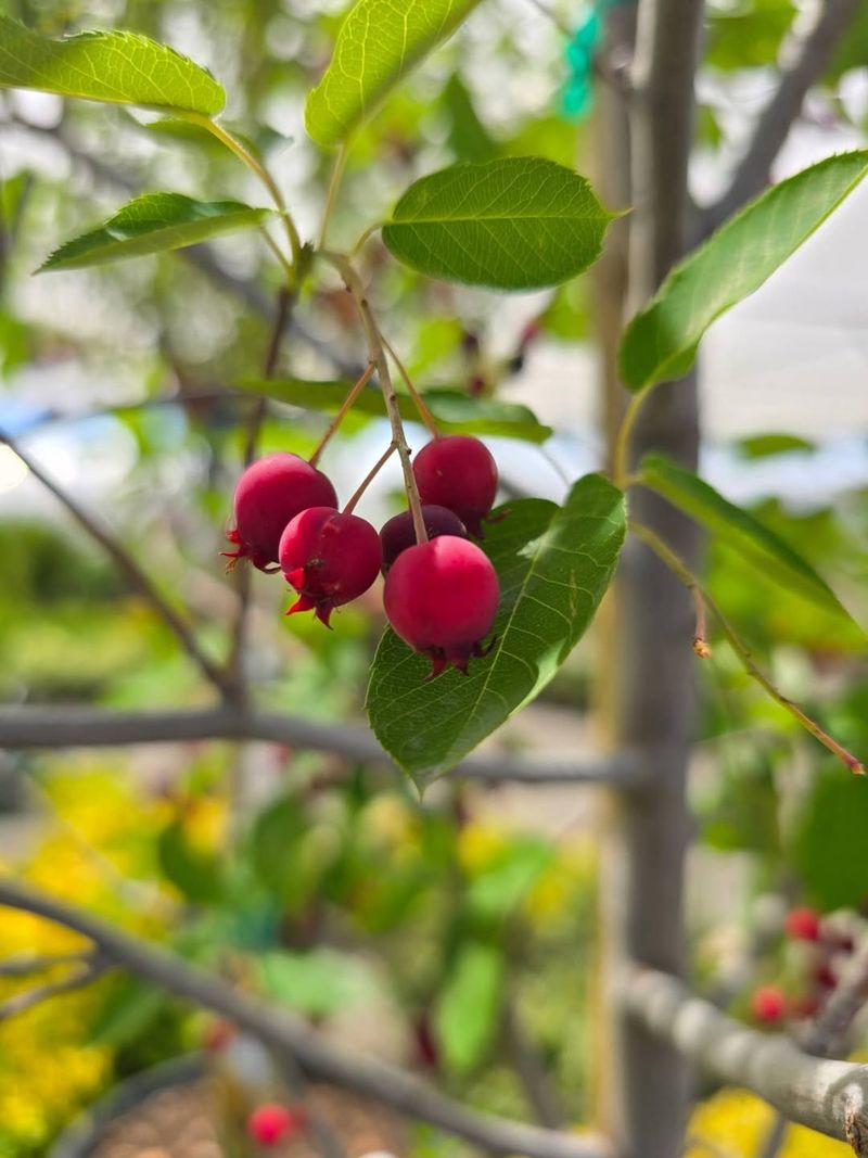 Serviceberry