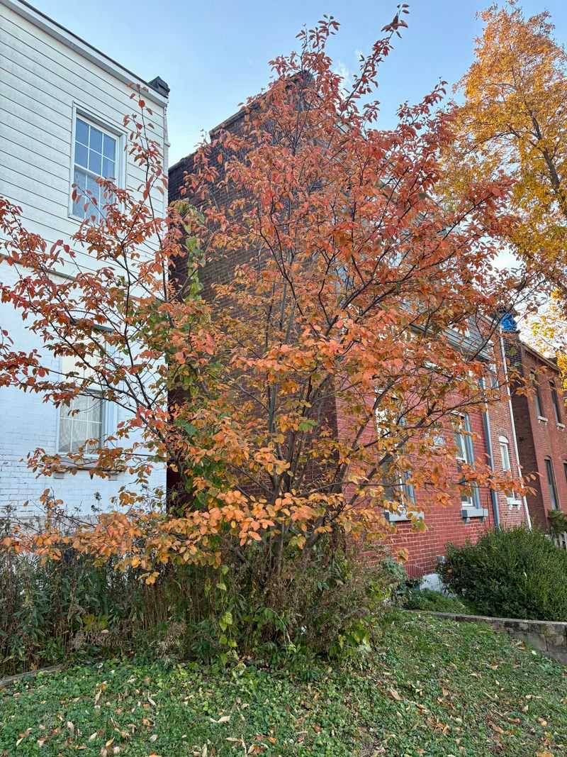Serviceberry Serviceberry