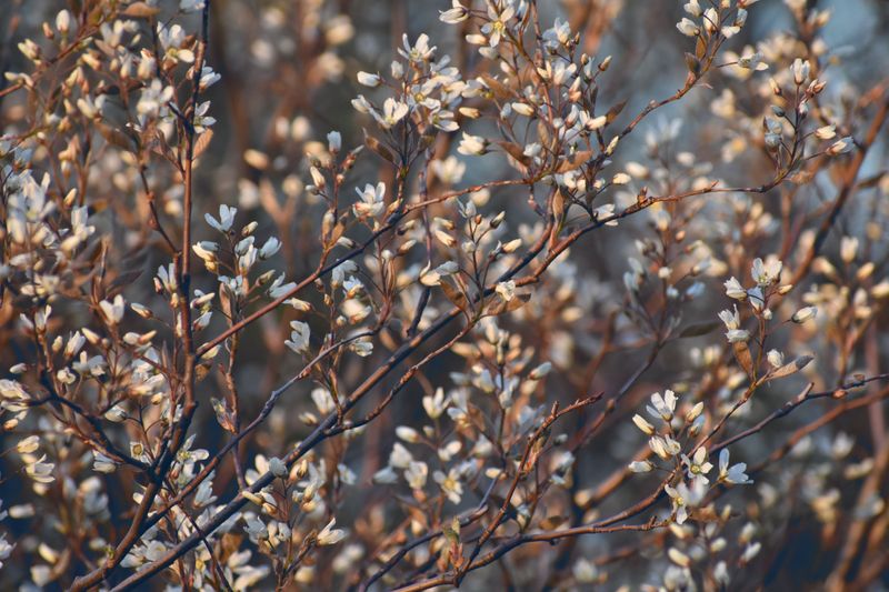 Serviceberry