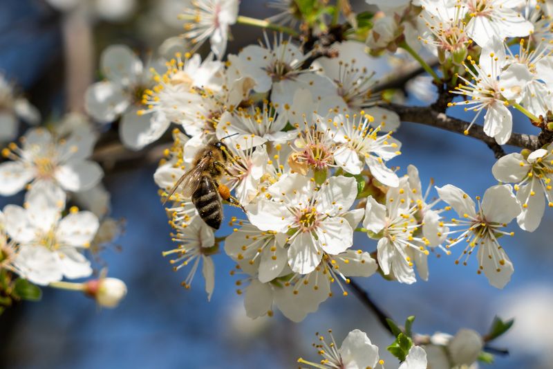 Serviceberry Serviceberry