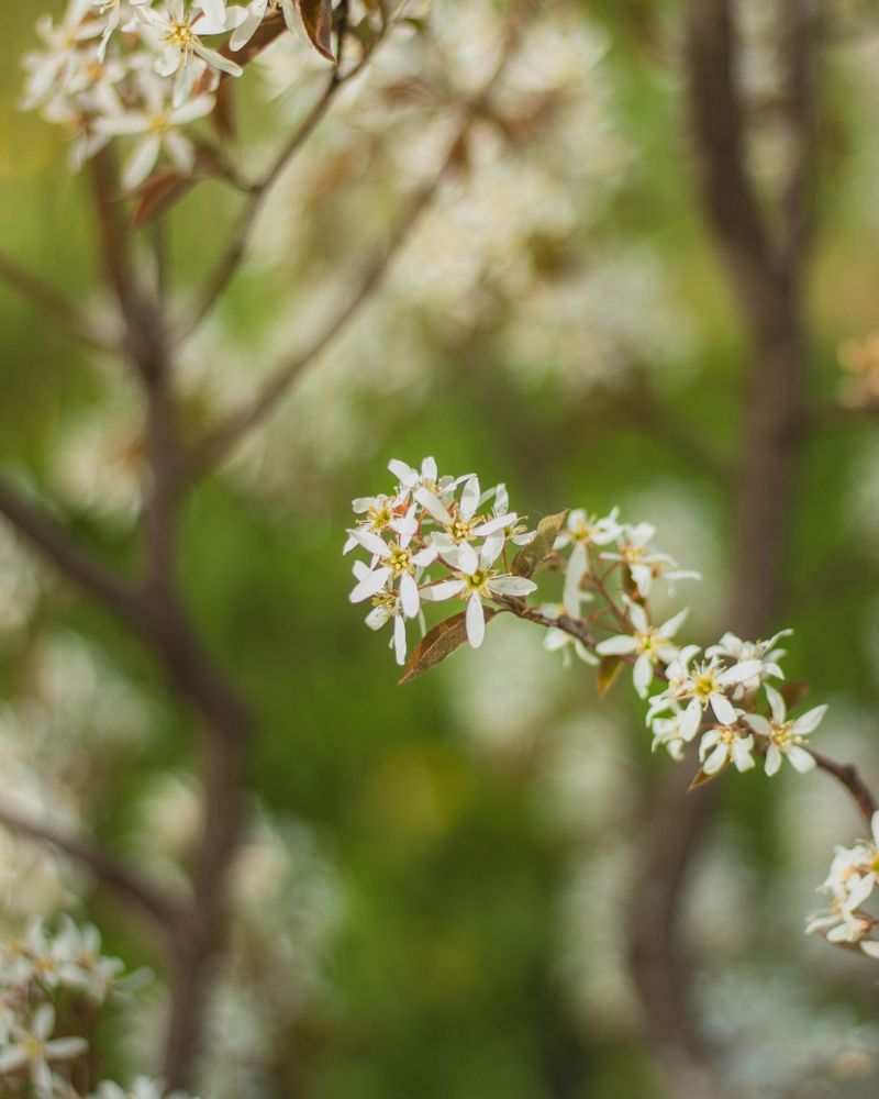 Serviceberry Serviceberry