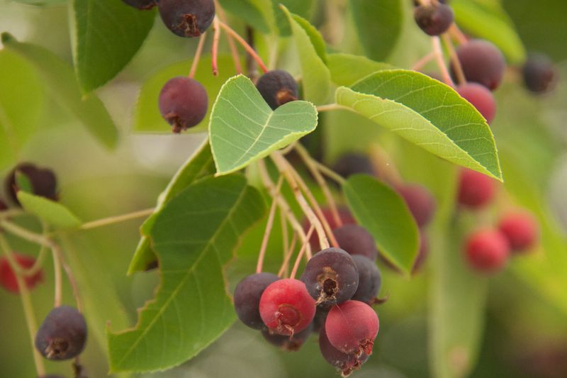 Serviceberry Brings Early Fruit For Songbirds