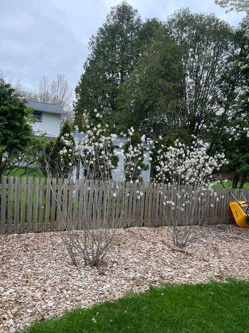 Serviceberry Fits A Tick-Smart Garden Design