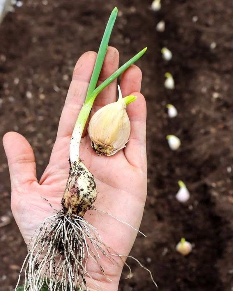 Set Each Clove The Right Way