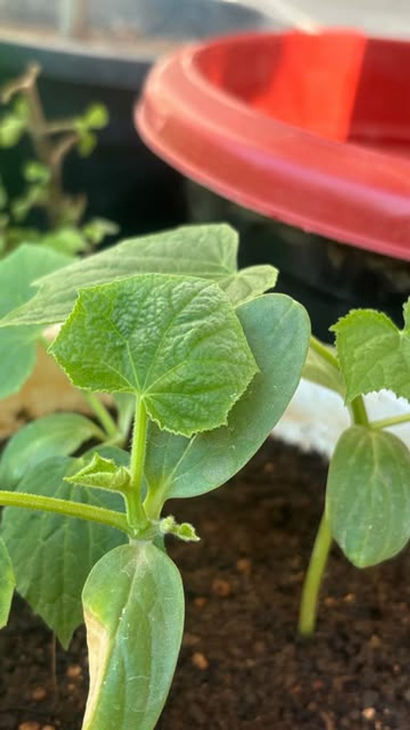 Set Up A Watering Schedule