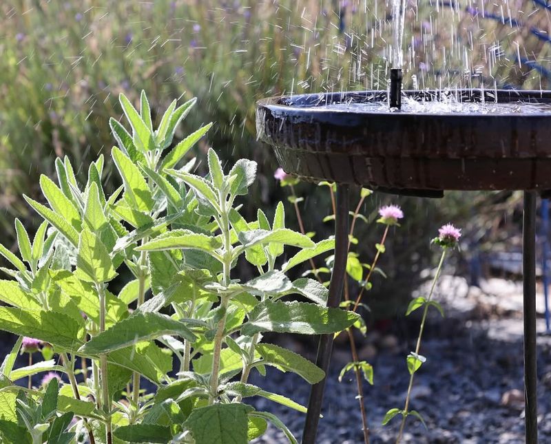 Set Up Fresh Water Sources