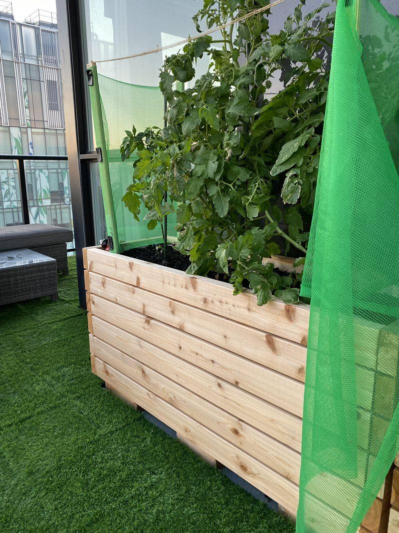 Set Up Temporary Windbreaks Around Vulnerable Plants