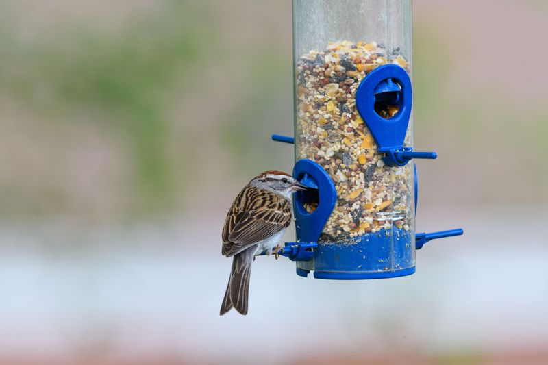 Set Up The Right Bird Feeders
