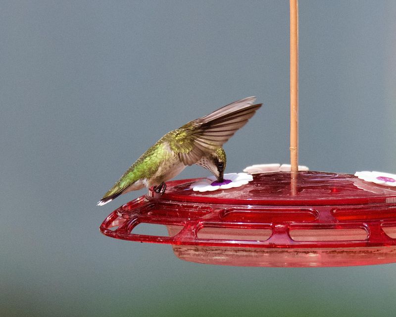 Setting Up A Hummingbird Feeder