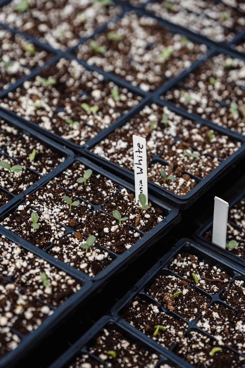 Setting Up Your Indoor Seed-Starting Space For Success Setting Up Your Indoor Seed-Starting Space For Success