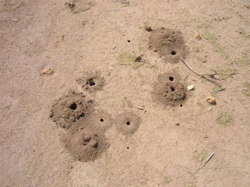 Several Small Holes Mean Separate Nests