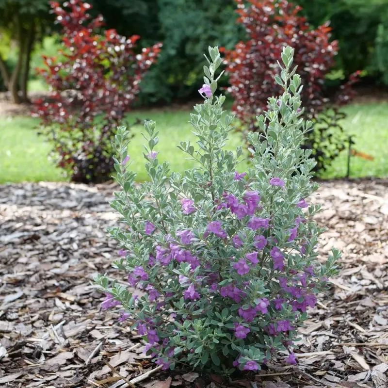 Several Varieties Offer Different Sizes And Colors