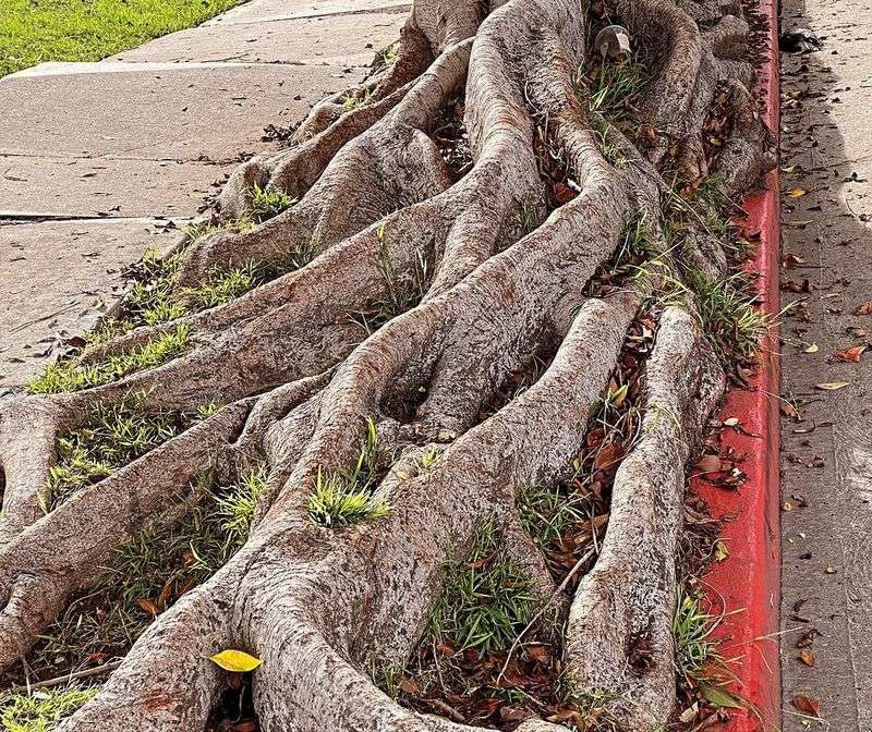 Sewer And Drain Lines Can Become Root Targets Sewer And Drain Lines Can Become Root Targets