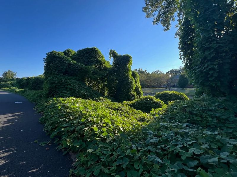 Shade And Smothering Turn Growth Into Damage Shade And Smothering Turn Growth Into Damage