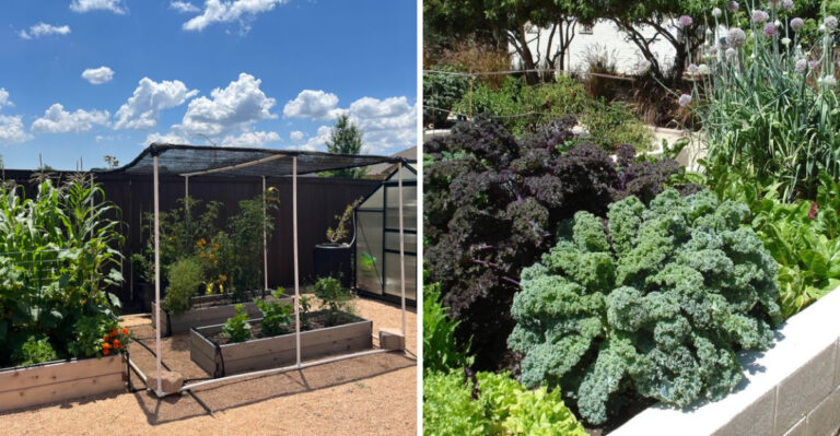 Shade Cloth Methods For Arizona Vegetable Gardens In Extreme Summer Heat