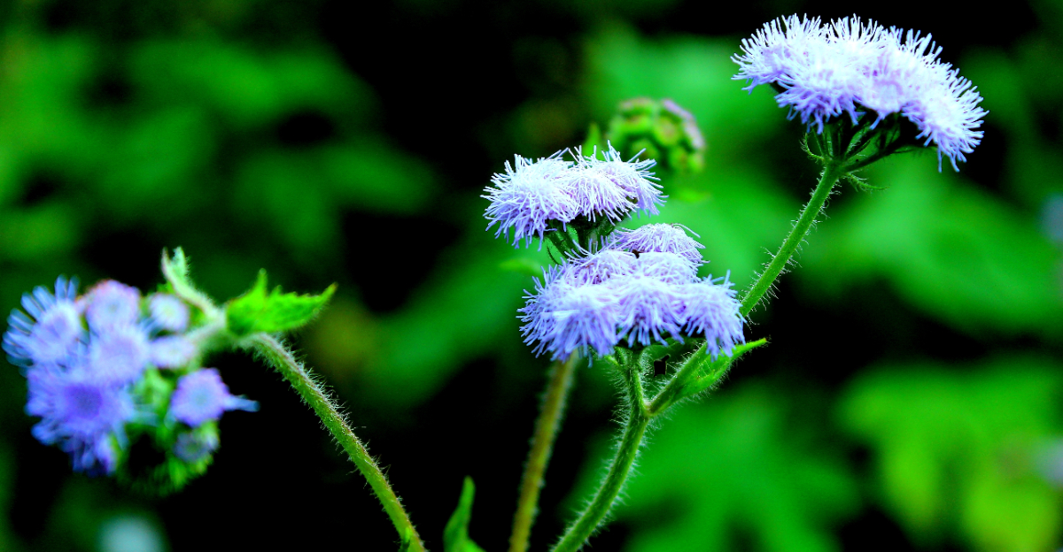 blue mistflower