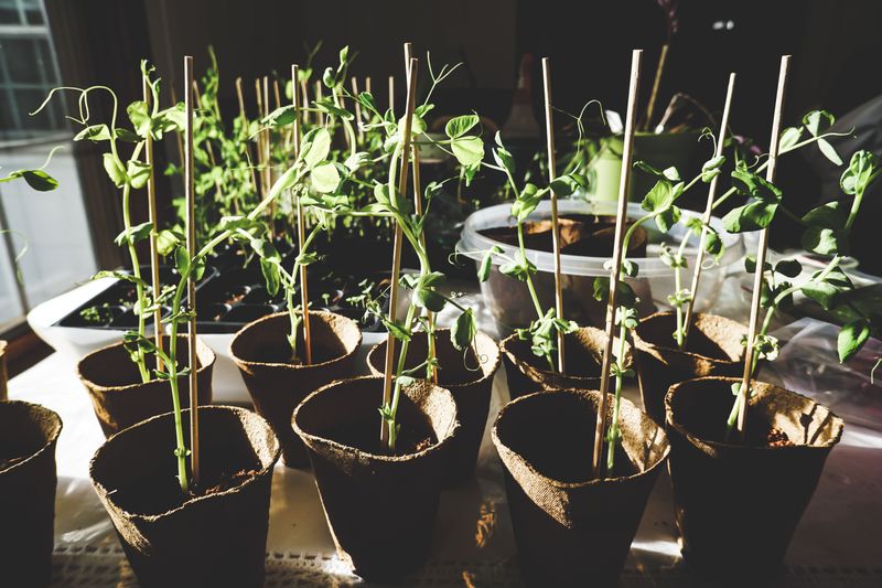 Shade Newly Planted Seedlings From Afternoon Sun