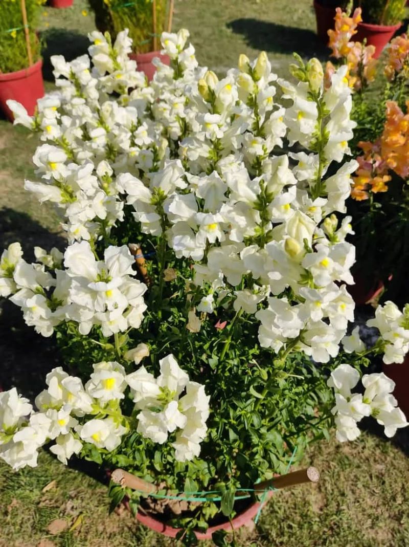 Shade Tender Blooms Through Hot Spells