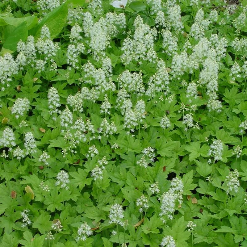 Shade Tolerance Makes It Incredibly Versatile Shade Tolerance Makes It Incredibly Versatile