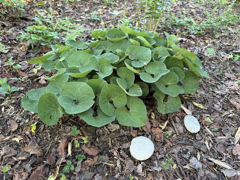 Shade Tolerance That Puts Other Plants To Shame Shade Tolerance That Puts Other Plants To Shame