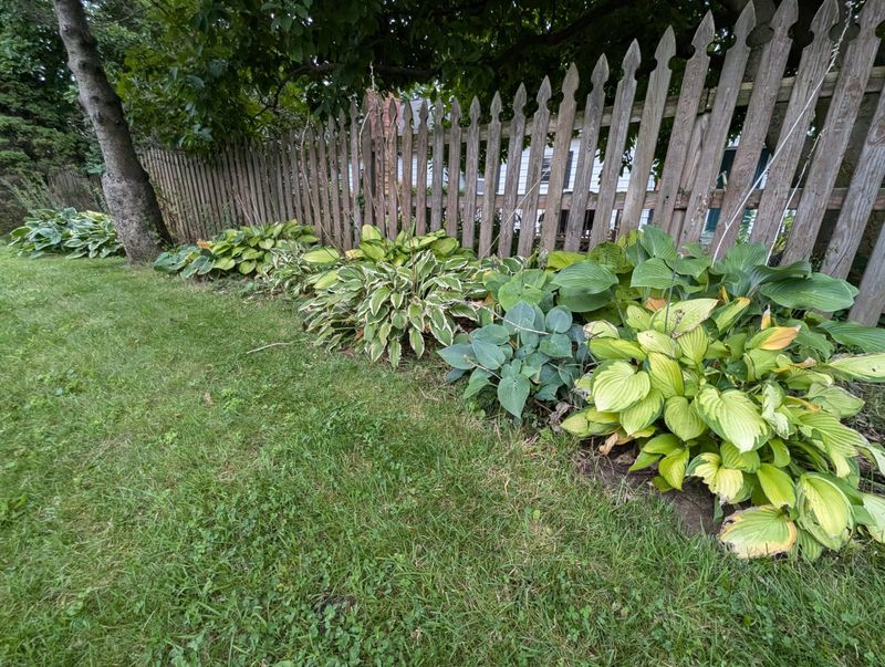 Shady Moist Garden Pockets