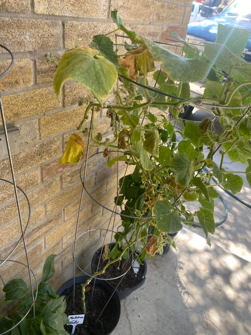 Shady Side Yards Don't Give Cucumbers Enough Sun