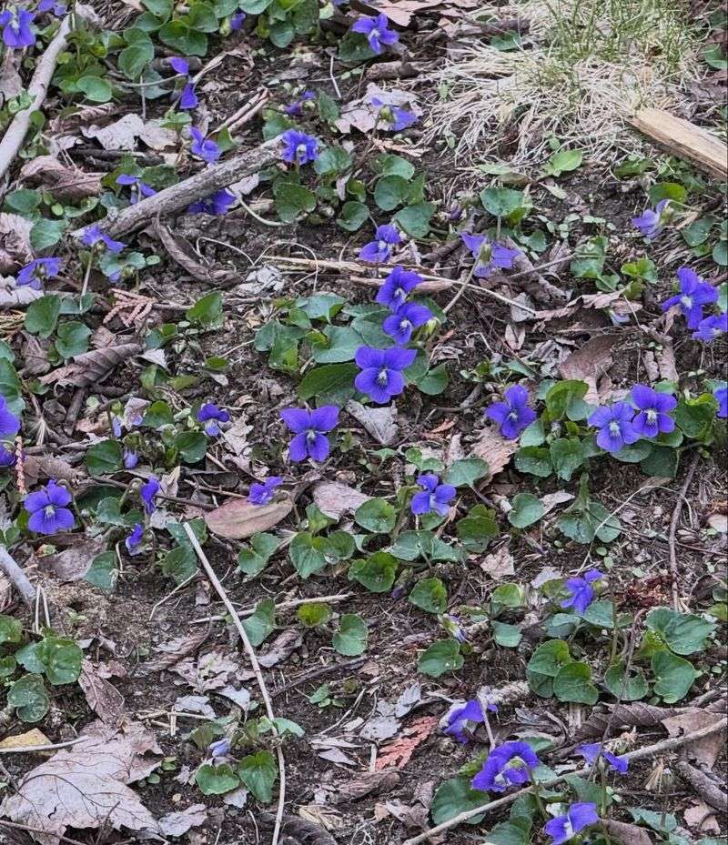 Shady Spots Become Lush And Vibrant Shady Spots Become Lush And Vibrant