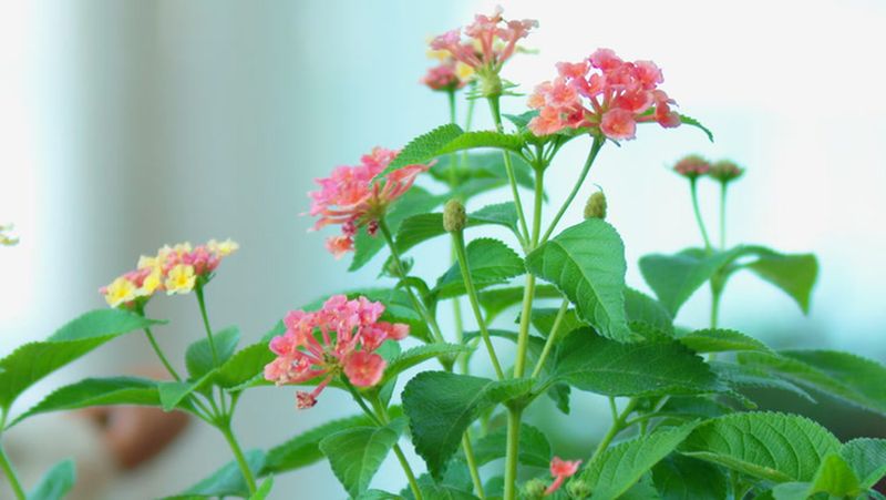 Shady Spots Keep Lantana From Blooming Strongly