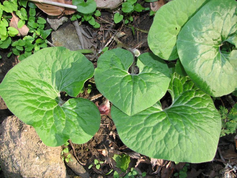 Shady Woodland Lots Call For Plants Built For Leaf Litter And Roots Shady Woodland Lots Call For Plants Built For Leaf Litter And Roots