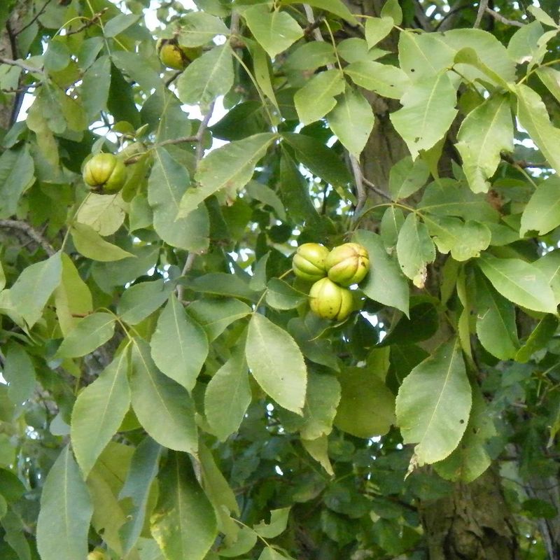 Shagbark Hickory Brings Sweet Nuts And Standout Bark Shagbark Hickory Brings Sweet Nuts And Standout Bark