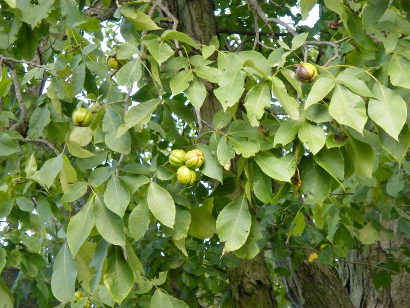 Shagbark Hickory (Carya Ovata) Shagbark Hickory (Carya Ovata)