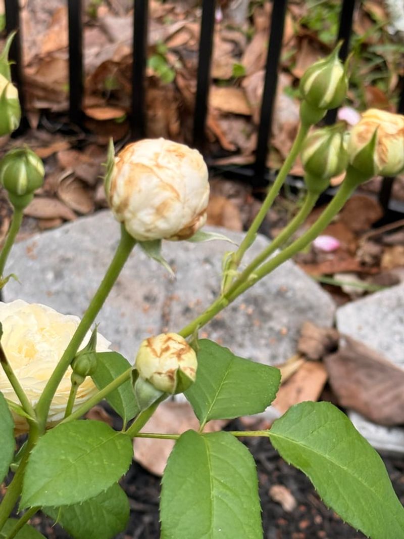 Shaking Flowers Reveals The Problem
