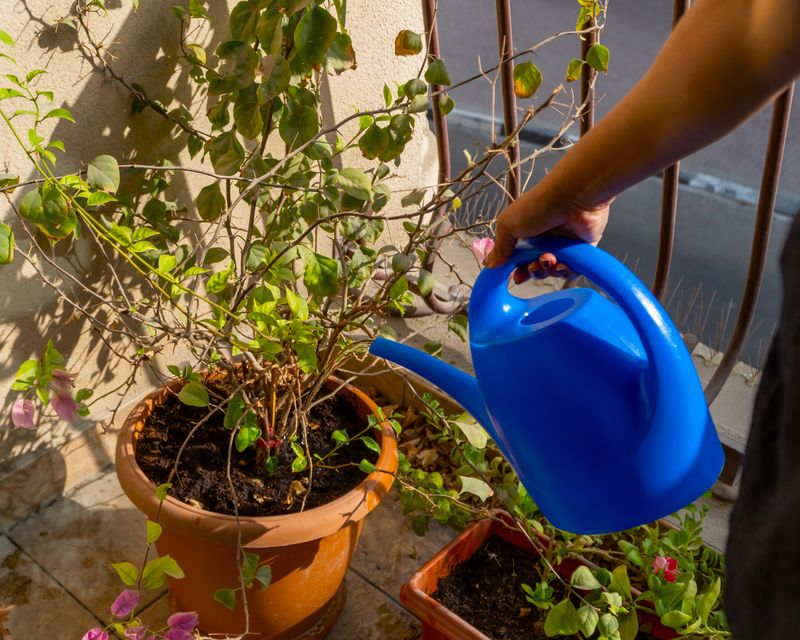 Shallow Irrigation Keeps Roots Near The Soil Surface Shallow Irrigation Keeps Roots Near The Soil Surface