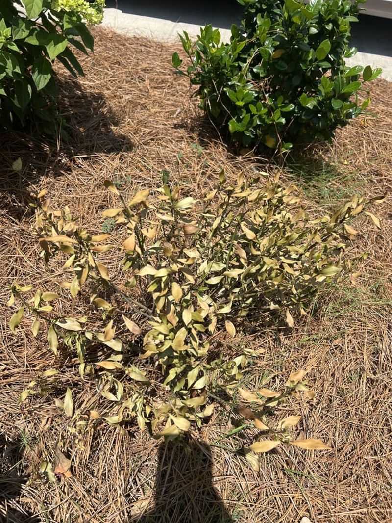 Shallow Moisture Leaves Roots Struggling Shallow Moisture Leaves Roots Struggling
