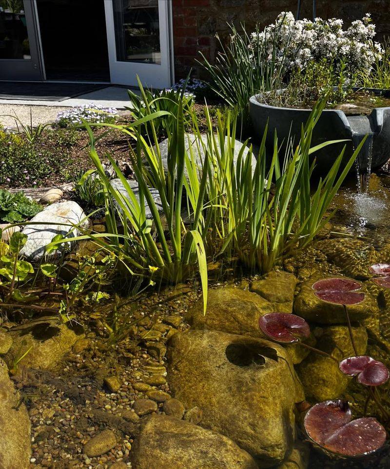 Shallow Pond Edges Help Young Dragonflies Emerge Shallow Pond Edges Help Young Dragonflies Emerge