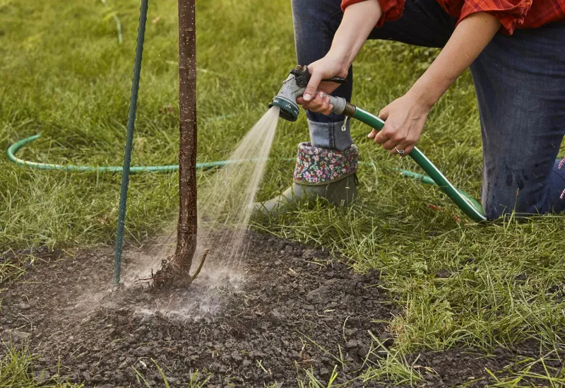 Shallow Roots Run Out Of Cushion