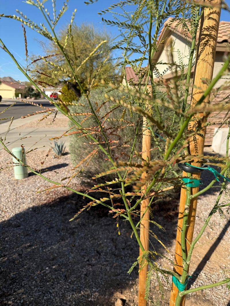 Shallow Roots Struggle When June Heat Arrives