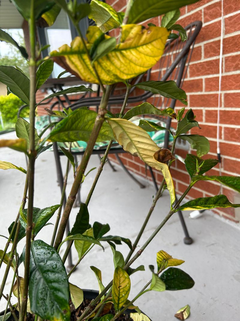 Shallow Sprinkling Leaves Gardenia Roots Struggling