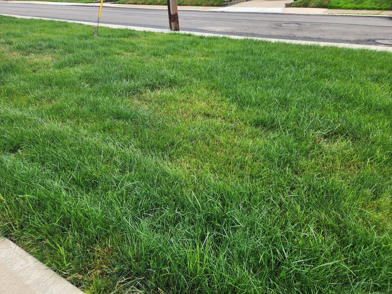 Shallow Watering Creates Weaker Lawns Shallow Watering Creates Weaker Lawns