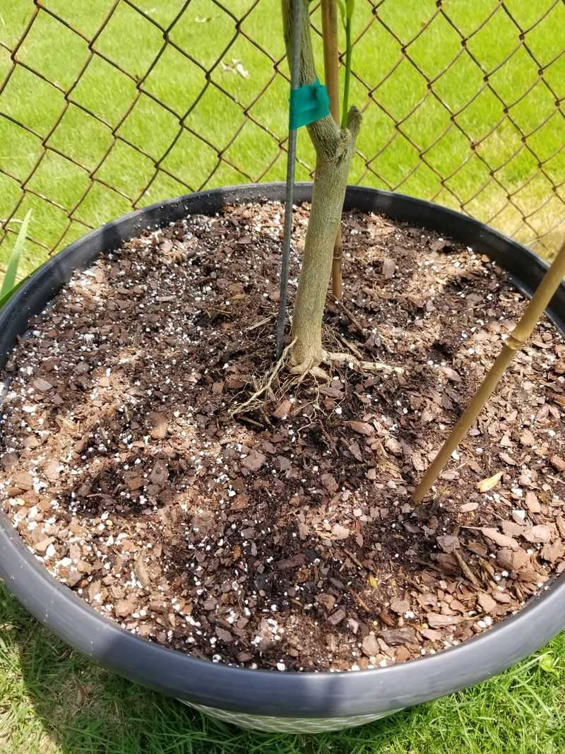 Shallow Watering Leaves Citrus Roots Struggling Shallow Watering Leaves Citrus Roots Struggling