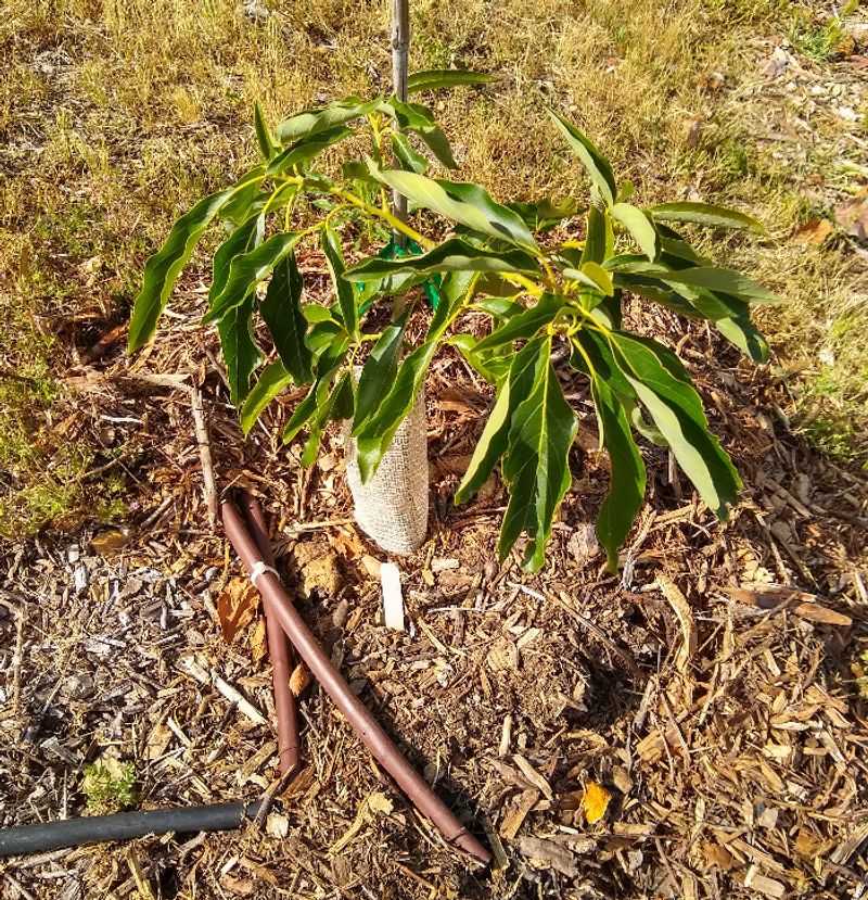 Shallow Watering Leaves Roots Chasing Moisture Shallow Watering Leaves Roots Chasing Moisture