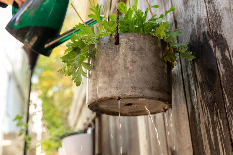 Shallow Watering Leaves Roots Thirsty