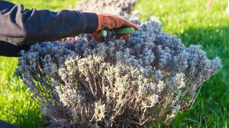 Shape Lavender Into A Rounded Mound