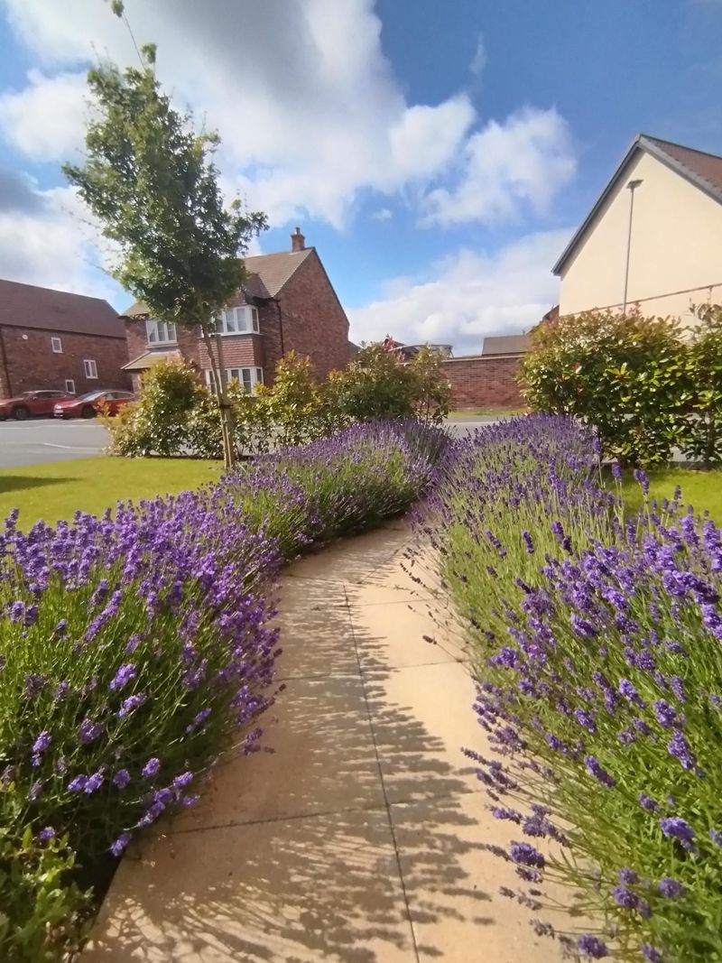 Shape Lavender Into A Soft Rounded Mound