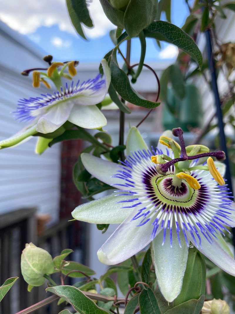 Shape Passionflower Before It Takes Over Shape Passionflower Before It Takes Over